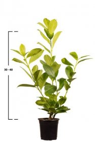 Kirschlorbeer 'Rotundifolia'