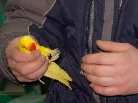 Exotické ptacvo nalákalo v mrazu davy lidí