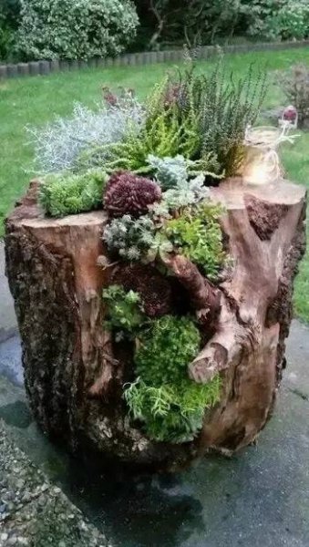 Proměňte pařez v krásnou zahradní dekoraci: Inspirace, která Vás potěší | Succulents garden, Succulents diy, Plants