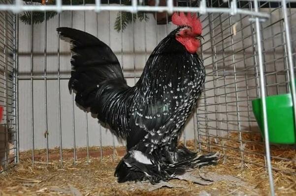 a black and white chicken in a cage with hay on the ground next to it