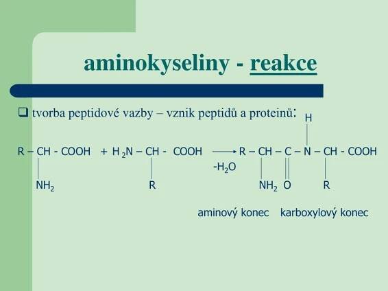 PPT - aminokyseliny a proteiny PowerPoint Presentation, free download - ID:5150143