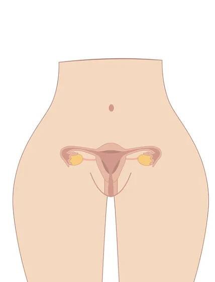 Female reproductive system, Cute cartoon uterus — Ilustrace