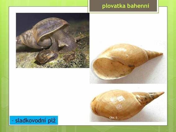 Měkkýši – Plži – Materiály pro žáky ZŠ