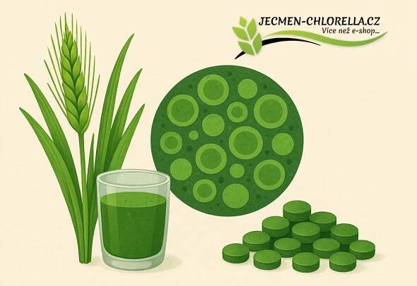 Ječmen a Chlorella Green Ways – účinky a princip fungování