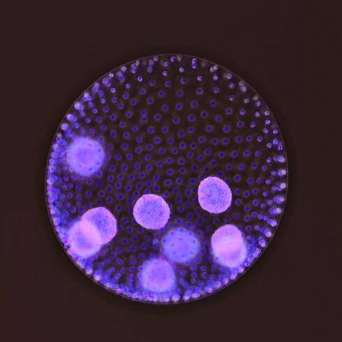 Volvocaceae