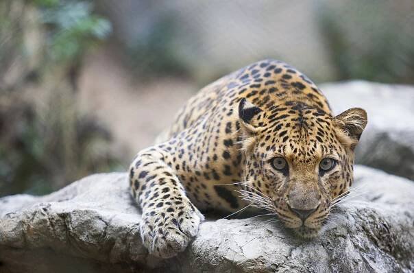 Leopard na skále