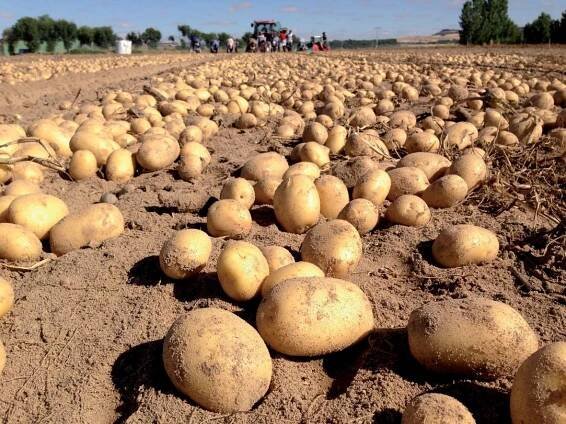 productos patatas campo