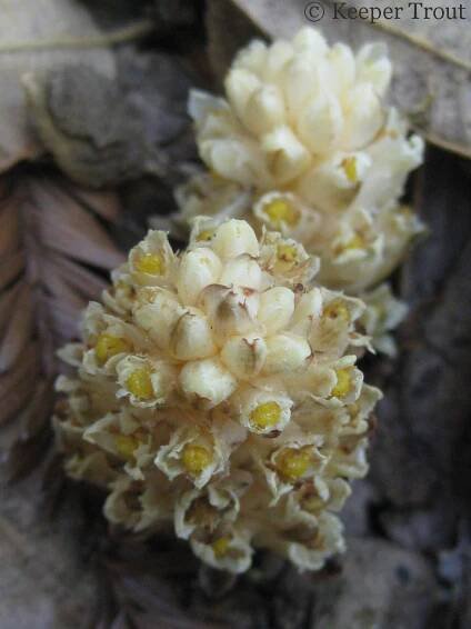 pinesap_IMG_0906