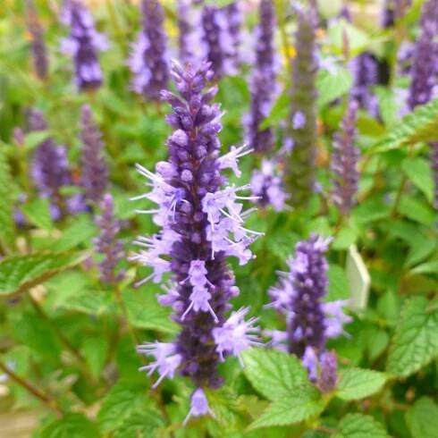 Agastache 'Little Adder' – Order Online