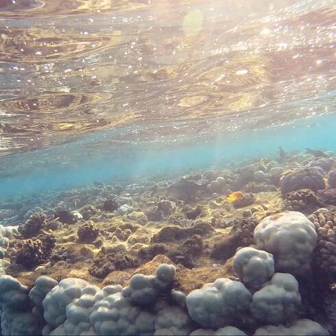 About Sataya Reef - Al Thuraya Red Sea