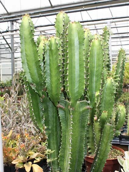 Lg. Euphorbia Eritrea Emerald Giant Cactus (euphorbiaceae)