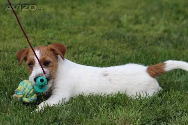 Jack Russell teriér s PP - 4
