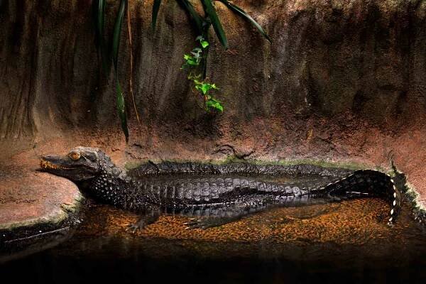 full body profile of dwarf crocodile sitting in water