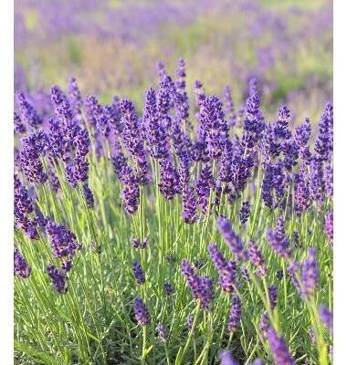 Levandule lékařská - Lavandula angustifolia - prodej semen - 130 ks