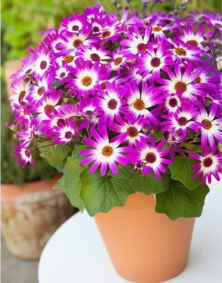 Senetti®-Pink-Bicolor-04.png