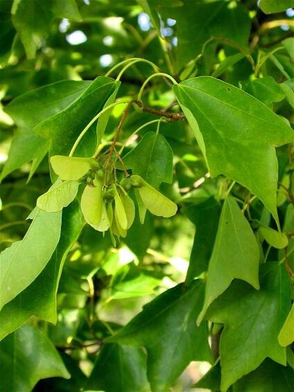Acer buergerianum