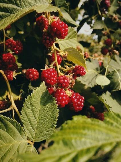 Red Raspberry Leaf Tea to Improve Fertility