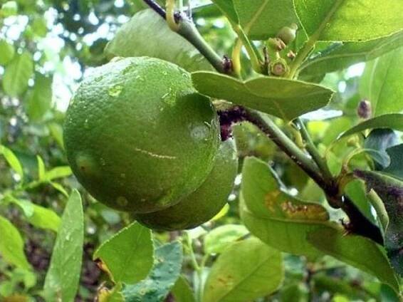 Citrusy - pomeranče, mandarinky, grepy, limetky, Strana 5