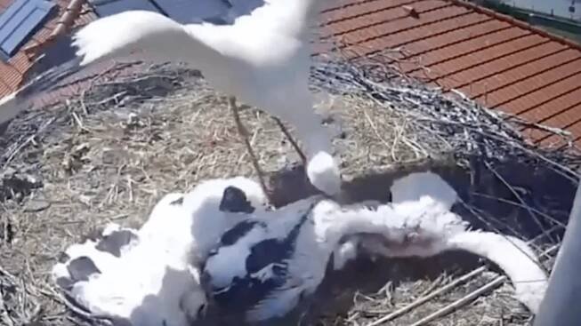 Čapí hnízdo v Oseku je opět obydlené. Vrátila se tam samice, která uklovala své mládě?