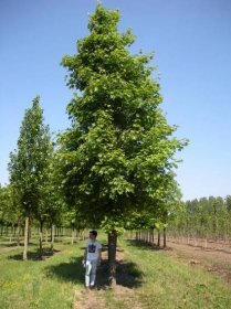 Acer platanoides 'Emerald Queen' | javor mléč 'Emerald Queen' - Van den Berk Školky