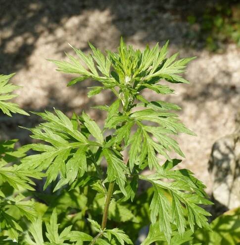 Artemisia vulgaris L. - Portale della Flora d'Italia / Portal to the Flora of Italy