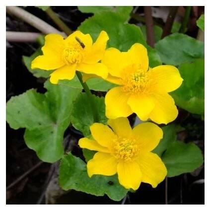 Caltha Palustris, blatouch bahenní, kontejner