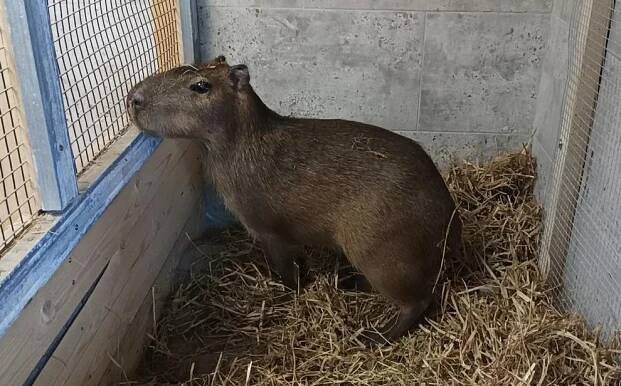 Nová hvězda zooparku: Roztomilá Kapybara dorazila z Belgie!