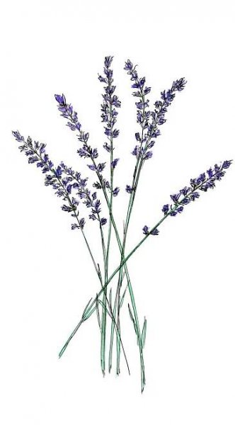 Lavender BG – Lavender Ltd is a principal Bulgarian producer and supplier of essential oil, floral waters, absolutes and