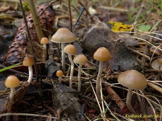 Lysohlávka tajemná česká - Psilocybe serbica var. bohemica - Kudluv fotoatlas hub