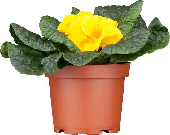 Landgard Prvosenka bezlodyžná (Primula acualis) různé barvy pr. cca 9 cm nakoupit u OBI