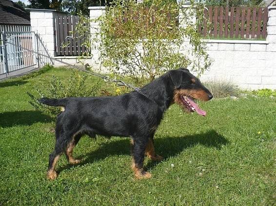 Jagdteriér - Buková (Žďár nad Sázavou), Různé