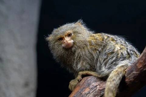 Novinky | Zoo Olomouc - Svatý Kopeček
