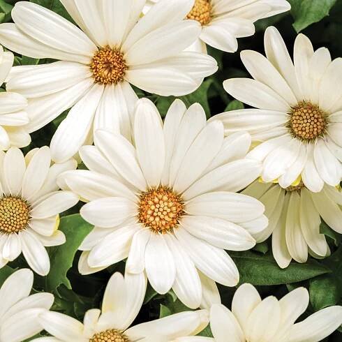 Bright Lights White African Daisy