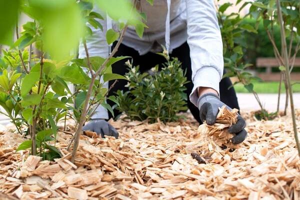 Podzimní mulčování – proč má právě teď na zahradě význam? - Naturhelp.cz