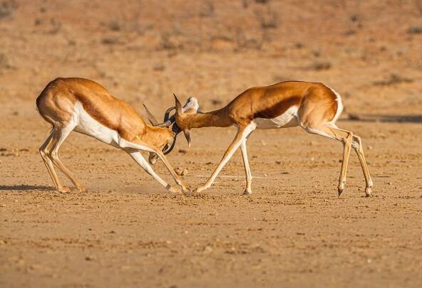 Antilopa Skákavá Zvířata Safari - Fotografie zdarma na Pixabay