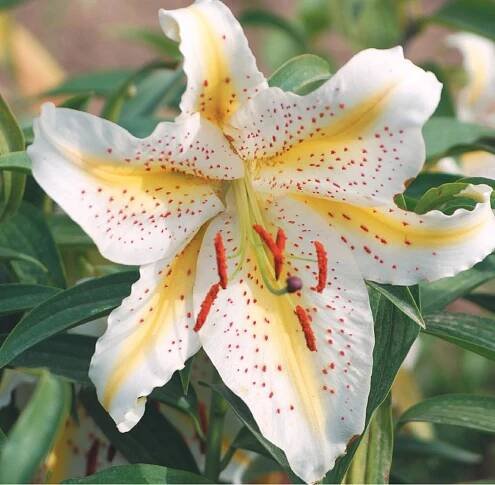 oriental-liliumauratum.jpg