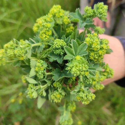 Podpora plodnosti