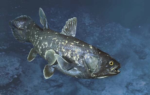 How the Coelacanth Works