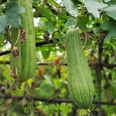 BIO Lufa válcovitá - Luffa cylindrica - bio semena - 8 ks od 76 Kč - Heureka.cz