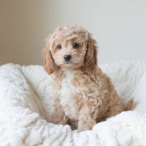 Cooper, Susie - Cavapoochon Puppy.jpg
