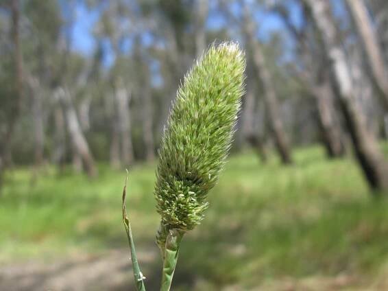 By Harry Rose from South West Rocks, Australia (Phalaris paradoxa flowerhead15) [CC BY 2.0 (http://creativecommons.org/licenses/by/2.0)], via Wikimedi