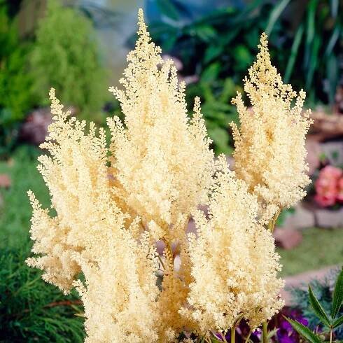 Astilbe x arendsii 'White Gloria'