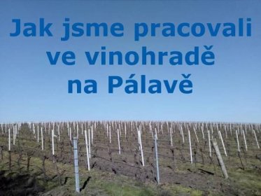 Jak jsme pracovali ve vinohradě na Pálavě – Vinný sklípek Vinárium