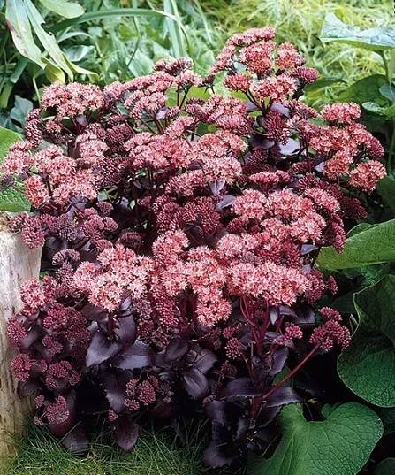 Rozchodnk 'Purple Emperor'