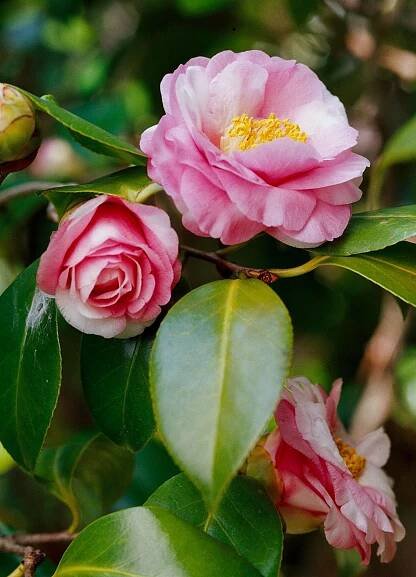 Camellia japonica 'Lila Naff'
