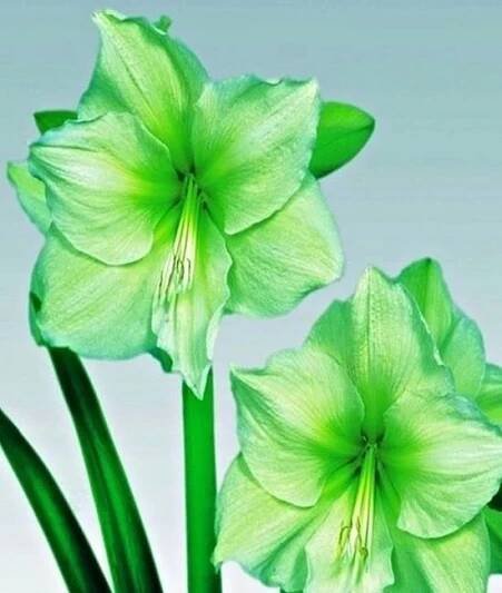 Amarylis zwartnica hippeastrum Limona [ 22-24 ] téměř zelená odrůda