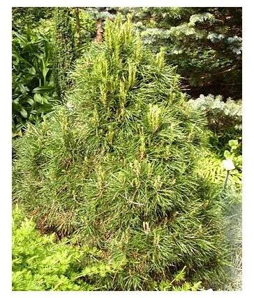 Pinus nigra 'Pygmaea' Borovice černá 'Pygmaea' - PRODEJ ROSTLIN