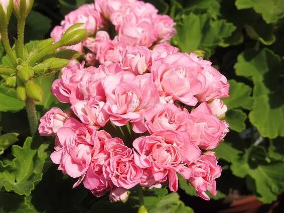 Pelargonium zonale " Princezna Filippa " - pelargonie, muškát Zahradnictví Krulichovi - zahradnictví, květinářství, trvalky