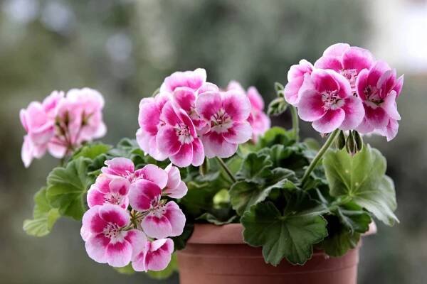Flower Bed Maintenance Service in Lynchburg, Central, & SW VA