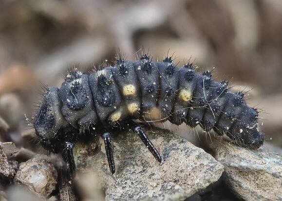 Soubor:Coccinella hieroglyphica (53128845158).jpg